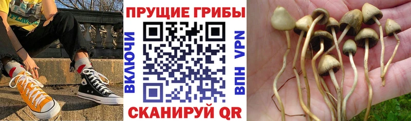 нарко площадка какой сайт Углегорск hydra маркетплейс Галлюциногенные грибы Psilocybine cubensis хочу наркоту